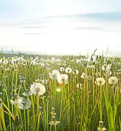 a dandelion field in full bloom
